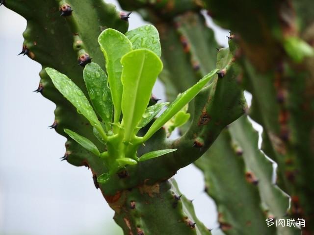 Jade Qilin, Qilin Palm