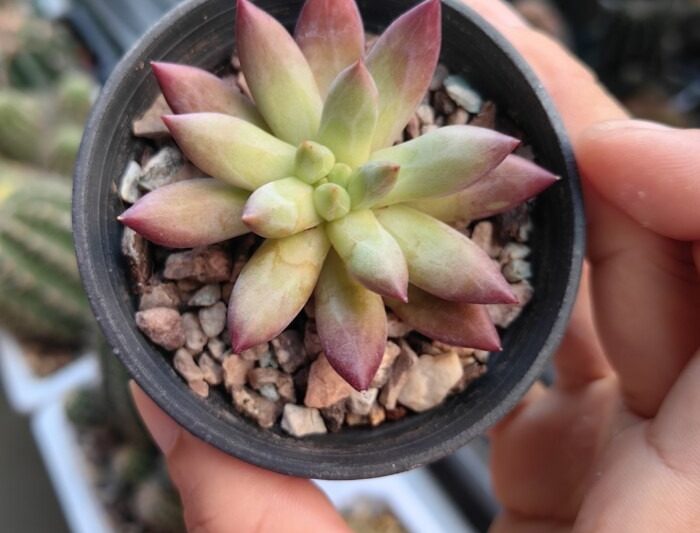 Những bông hoa bóng tiếp tục, hãy để một cái nhìn vào Sedum