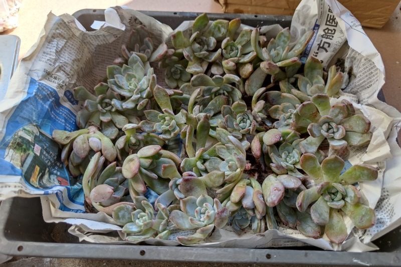 Tôi hiểu sự thật, nhưng tôi vẫn không hiểu tại sao hoa sen tuyết Hibiscus đã treo rất nhiều