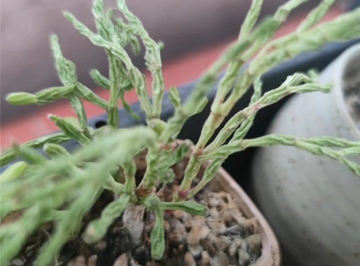Không có nước trong hai tuần vào cuối mùa hè, hãy để xem các biểu hiện khác nhau của thiếu nước và mọng nước