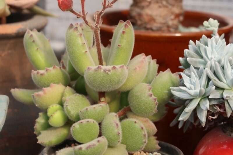 Hãy nhìn vào những chậu hoa không nghiêm trọng mà tôi sử dụng để nuôi mọng nước