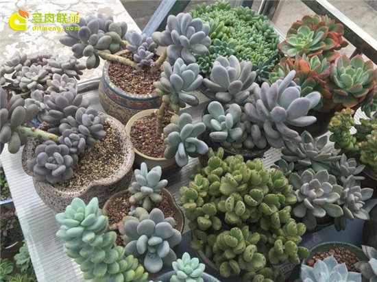 Hãy nhìn vào vẻ đẹp của người đẹp
