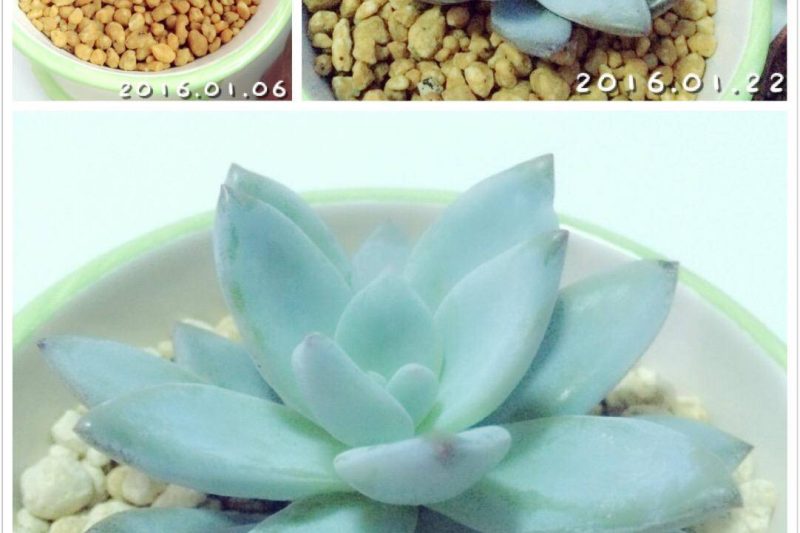 Mọng nước, thực sự khiến mọi người phát điên