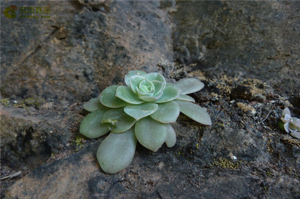 Jin Mingmie Echeveria Calycosa