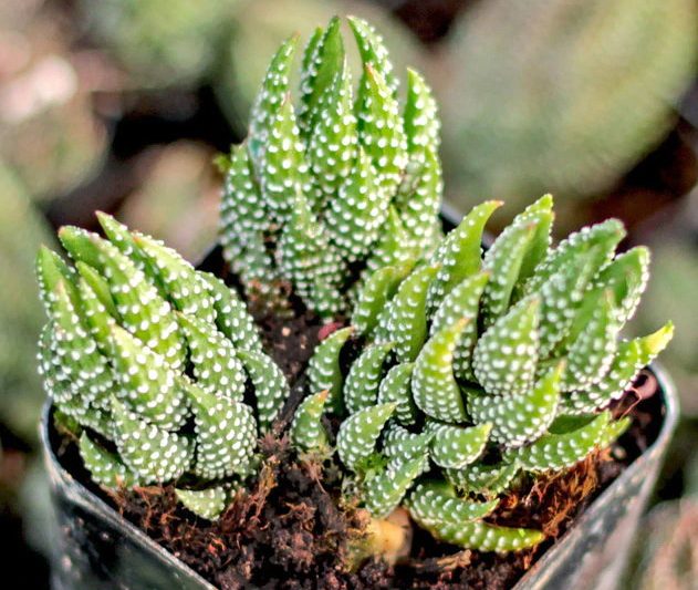 Cung điện Huaxiao mười hai tập