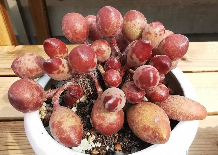 Những bông hoa tốt biết mùa, cây đẹp được mọi người đánh giá cao