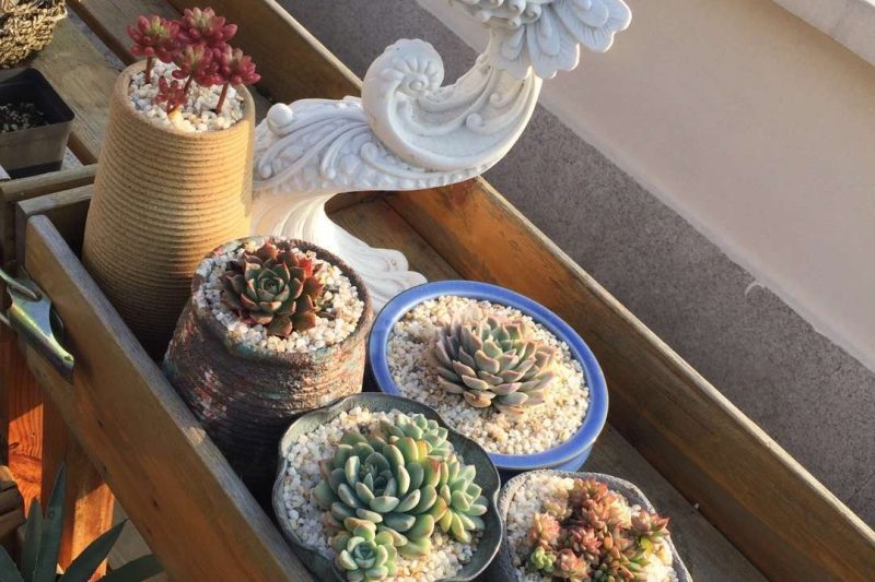 Đánh giá cao thịt vào đầu mùa hè, hãy ghi lại những gì nó trông như thế nào trước mùa hè