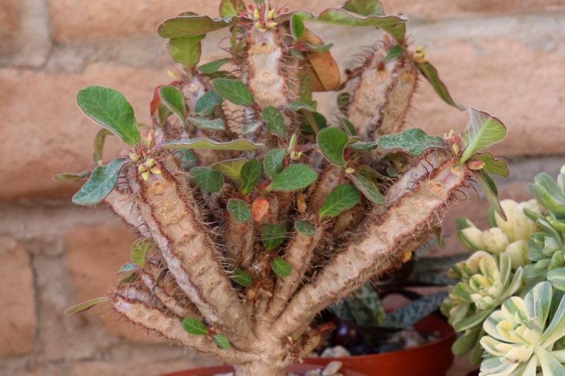 Broadleaf Qilin Euphorbia Iharanae