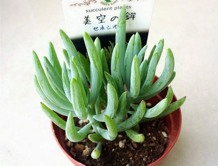 Mặt trăng xanh/Biểu tượng màu xanh lá cây/Biểu tượng đẹp