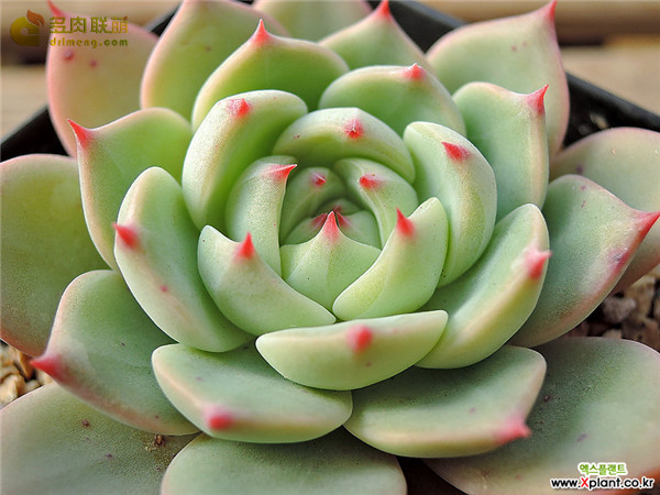 Ngày lễ giống Chihuahua