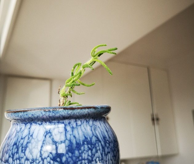 Thịt sống đến mùa xuân