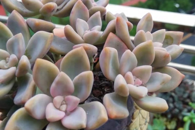 Chúc mừng lễ kỷ niệm giữa mùa thu, thưởng thức thịt