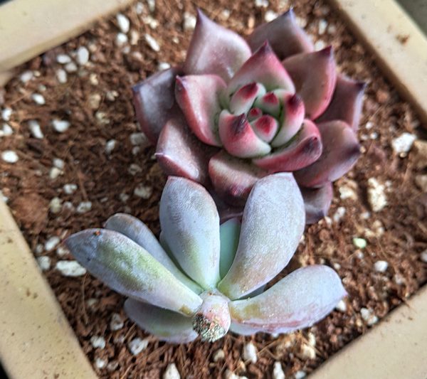 Mất bao lâu để trồng mọng nước sau khi chặt đầu?