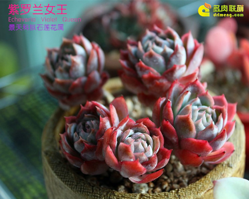 Nữ hoàng Violet, Phong cách của Nữ hoàng