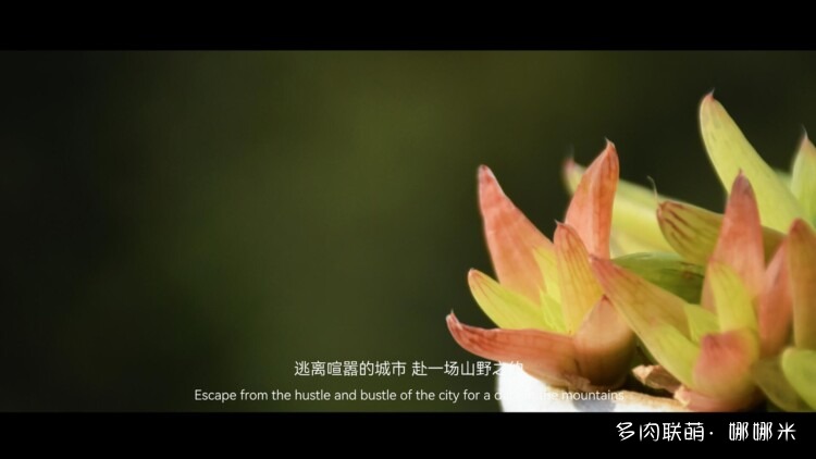 Tôi muốn hình ảnh tàn bạo (iii)