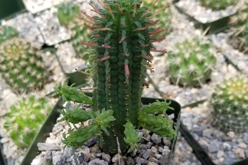 Phoenix có vảy lốm đốm trông giống như một lõi ngô