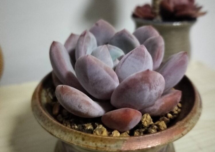 Hai ngôi nhà có sự xuất hiện mọng nước.