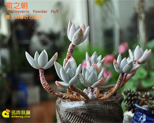 Frost Year Xpachyveria Powder Puff
