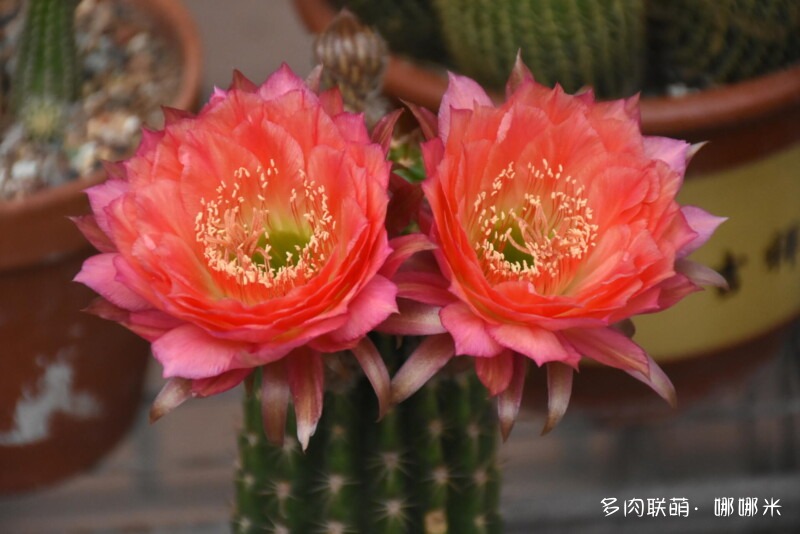 Từ hoa bình tĩnh và sáng tác Chương 16