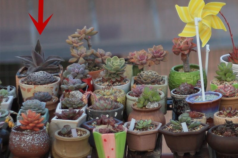 Một thanh kiếm thần alba không chìm vào cát