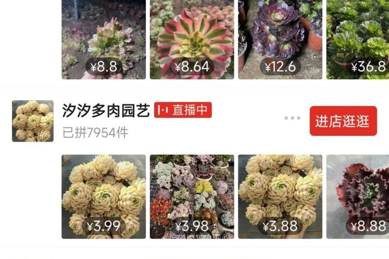 (Chương chính) Bạn càng cắt tay, bạn càng nhận được nhiều hơn! Kho lưu trữ cửa hàng gần đây 2