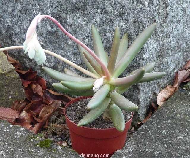 Xúc xích/Pachyphytum VILIRE VIRIDE