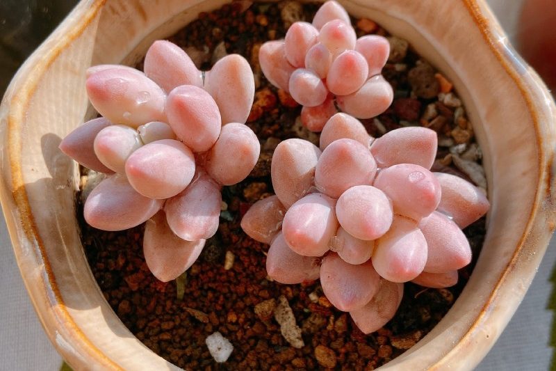 Người yêu màu hồng trẻ con