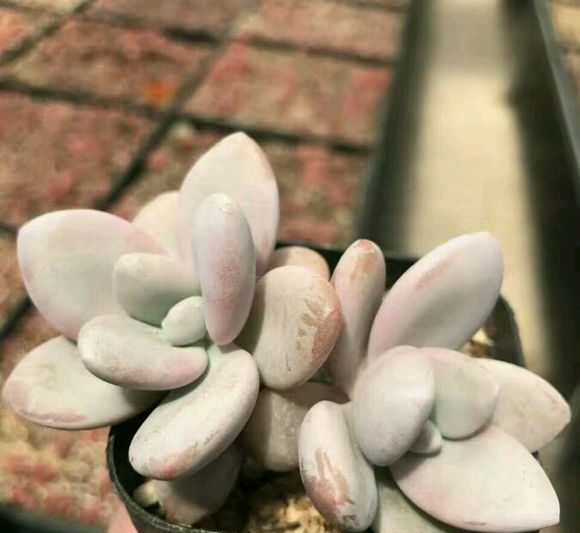 Thỏ bột vi mô