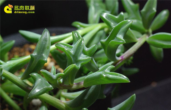 Cá heo Xuanyue dễ thương