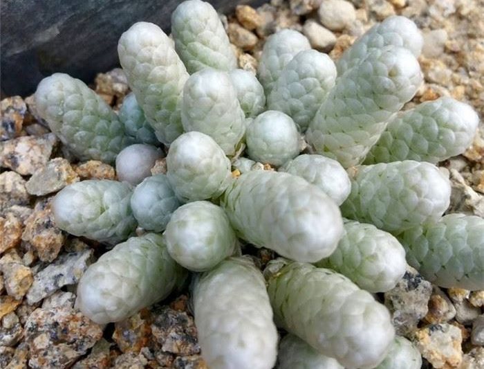 Lụa bạc như phân chim