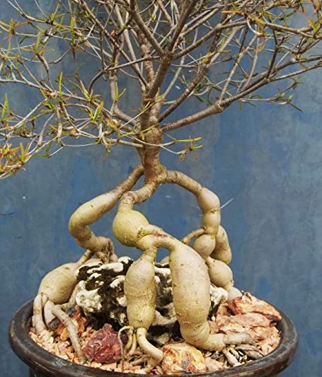 Willow Qilin, với rễ mọng nước và có hình dạng như cây cảnh