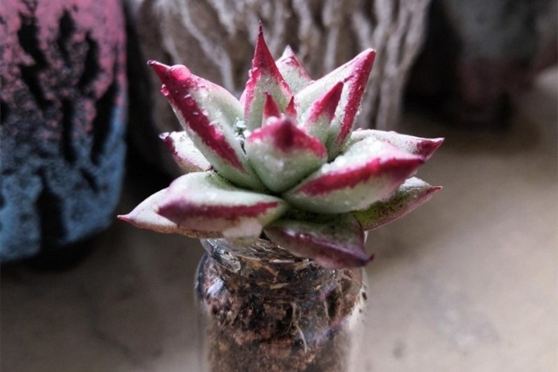 Những rắc rối khác nhau trên đường để nuôi thịt (ii) ~ chai thịt thủy tinh