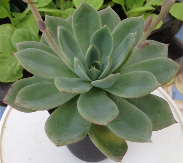 Yamatojin Echeveria ‘Yamatojin