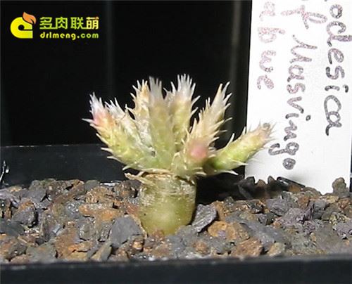Reedsca Avonia Rhodesica