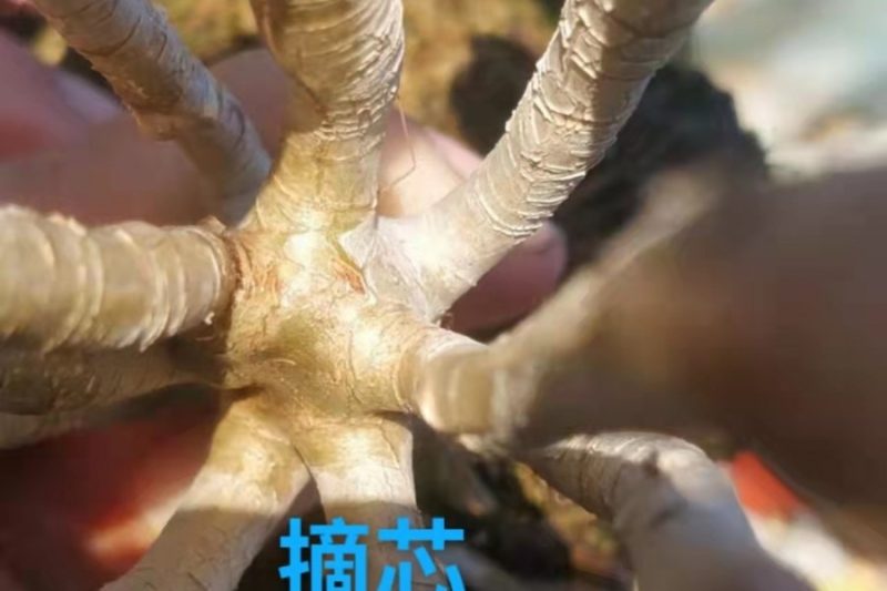 Bài viết kỹ thuật】 Loại bỏ dây thúc đẩy tái sinh mọng nước