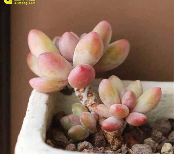 Brachetti, một người phụ nữ xinh đẹp với kết cấu màu trắng và đỏ