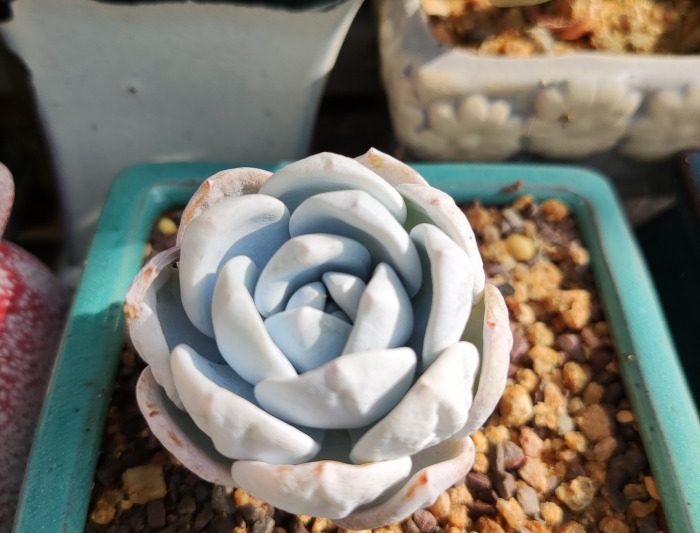 Vẻ đẹp chuối/người đẹp mơ ước pachyphytum werdermannii
