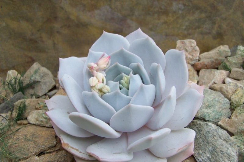 Lotus Snow × Fuyue Lotus, Lais