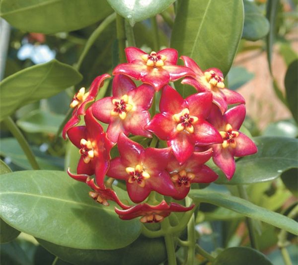 Bóng gần