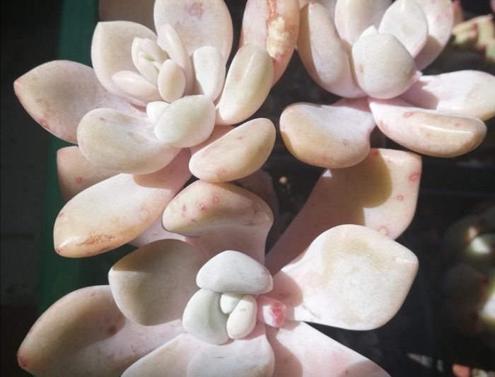 Bạn có yêu ngày tháng mười một vào tháng 11 không?
