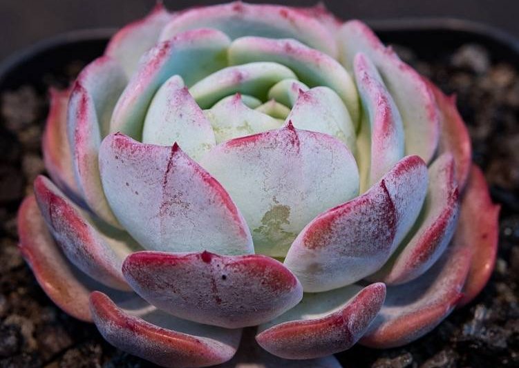 Giống hoa sen và sắc đẹp lai, Edelweiss