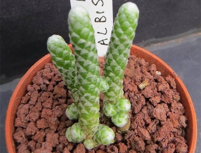 Vũ điệu yêu tinh giống bò sát
