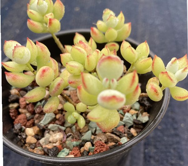 Câu chuyện về mọng nước vào mùa xuân