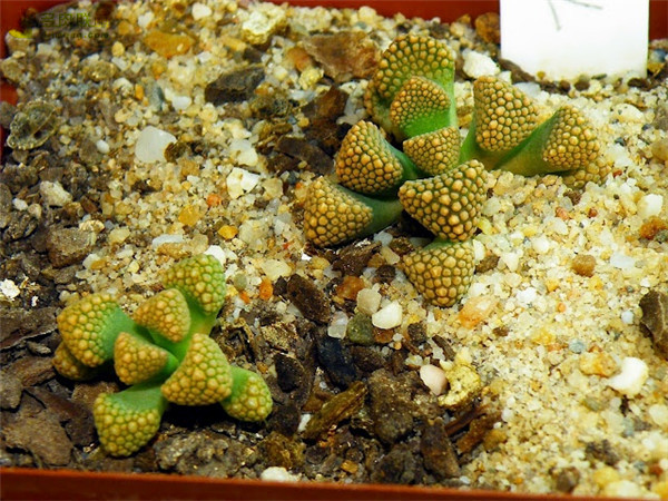 Một vương miện được trồng mụn