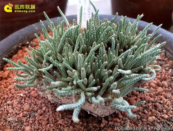 Những bông hoa trắng đẹp nhất và thổ cẩm cứng rắn