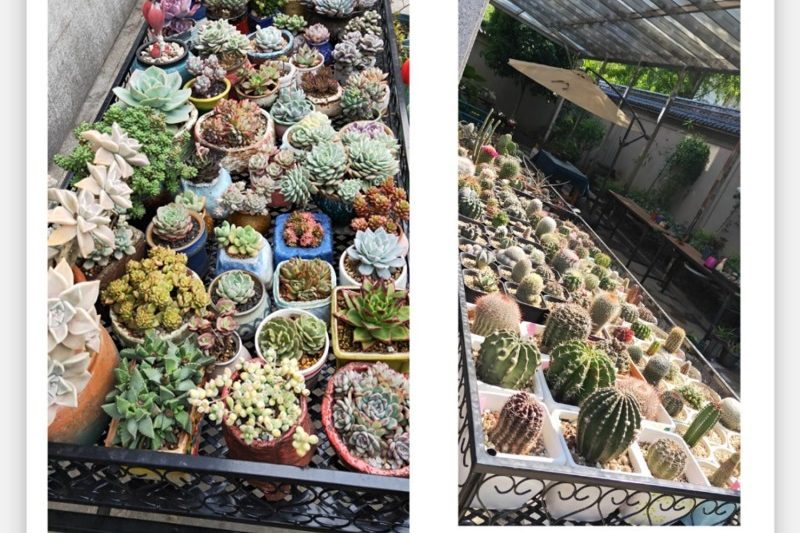 Phần còn lại của cuộc đời tôi sau thảm họa (mùa hè), danh sách những kẻ mọng nước vinh quang