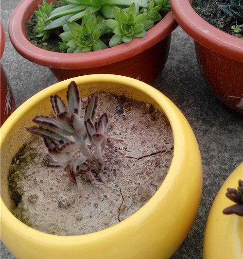 Cây mọng nước có thể được trồng trong bùn và vườn vườn không?