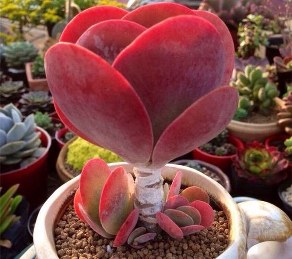Quạt của ngọn lửa, con dấu tang