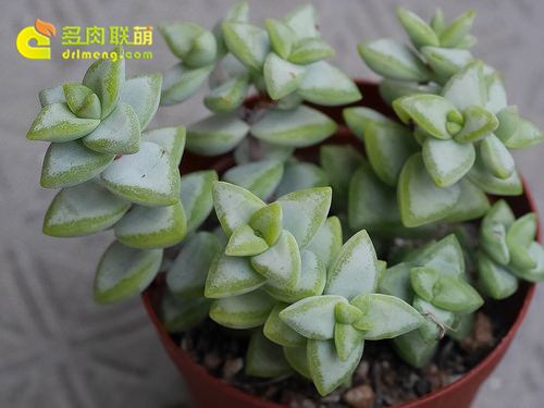 Ngôi sao trắng/Công chúa ngôi sao, một người tương tự như ngôi sao Xiaomi