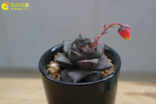 Bảo trì hàng ngày các pháp sư và kỳ nghỉ hè